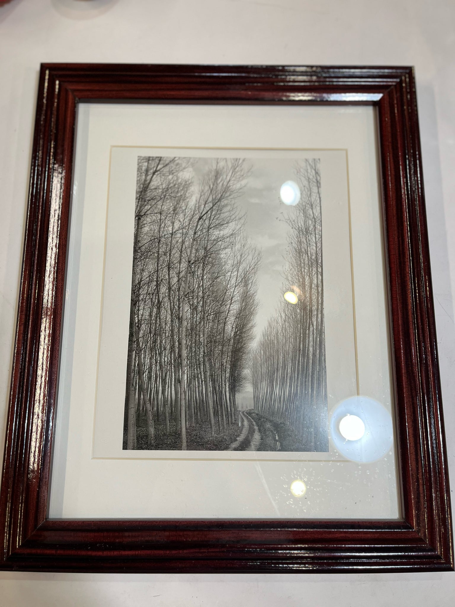 Tree Line Photograph Framed Art